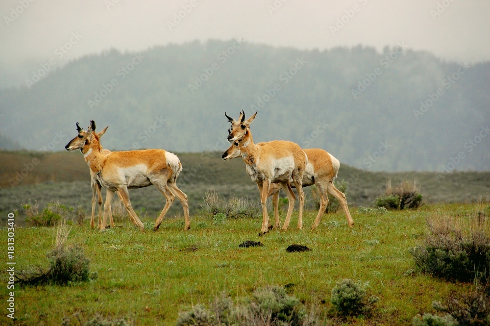 Antelopes roaming