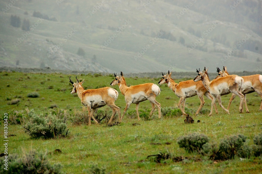 Antelopes walking Antelopes walking