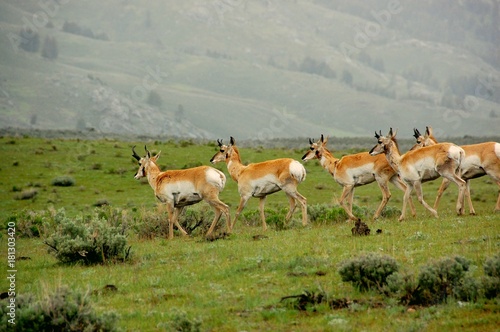 Antelopes walking