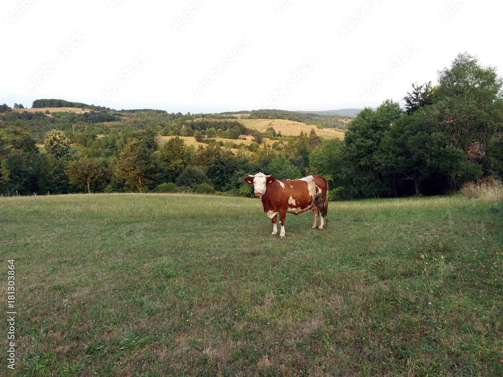 Cow on a summer pasture