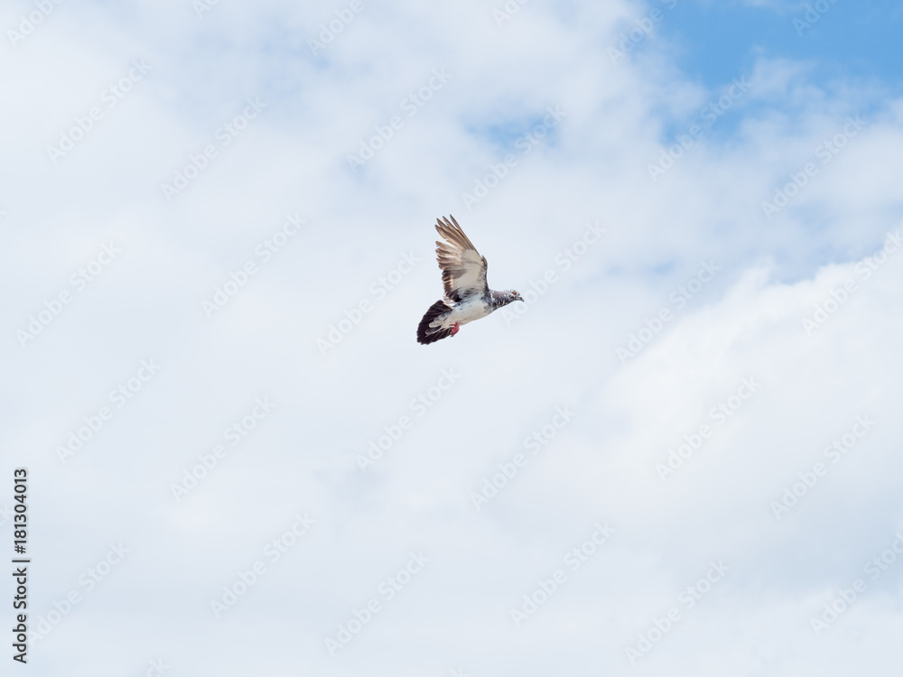 Obraz premium a flying pigeon