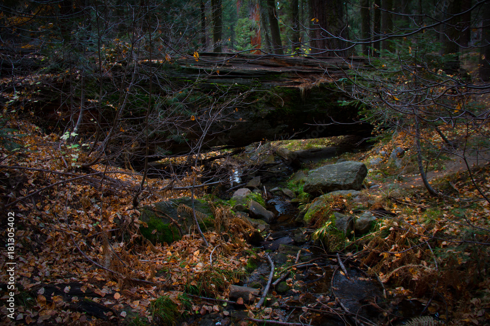 Gorgeous late autumn view of a stream and fallen tree in the forest of Sequoia and Kings Canyon National park.