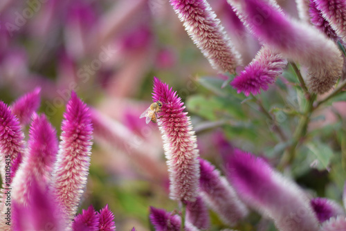 little bee sucking nectar from flowers with blurred background