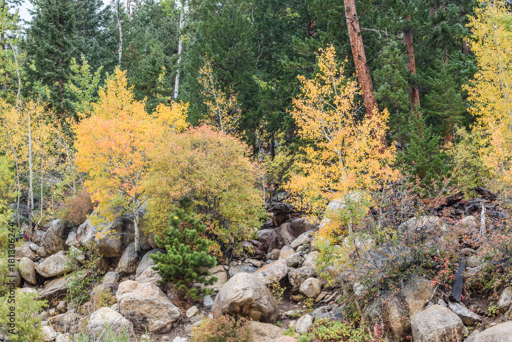 Obraz premium RMNP-Aspentrees10