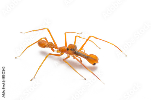 Kerengga ant-like jumper isolated on a white background.