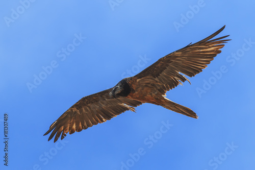 Bearded vulture  Gypaetus barbatus  also known as Lammergeier or Bearded Vulture flying in China