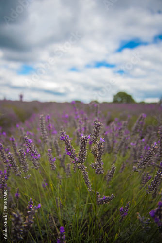 Close up on Lavender field, UK.