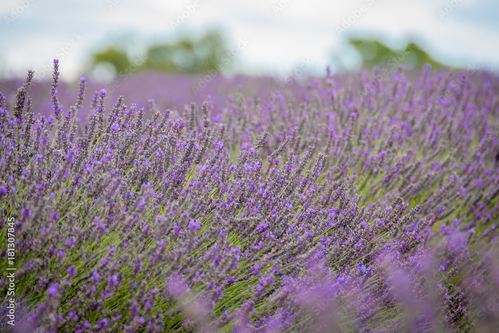 Obraz premium Lavender field, UK.