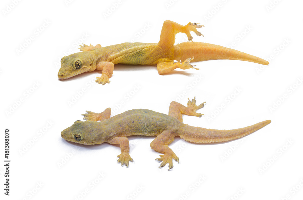 Gecko lizard isolated on white background.