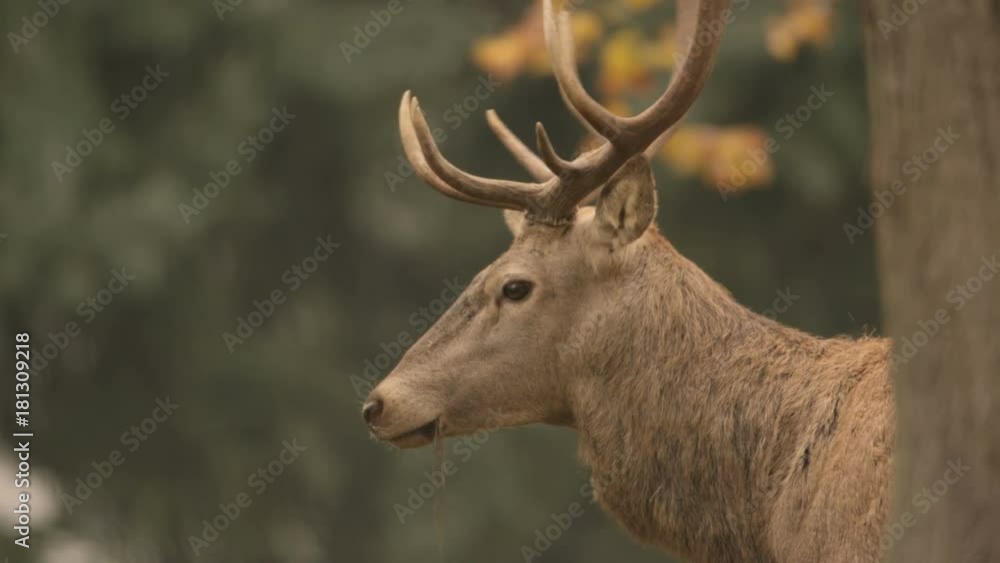 red deer in rutting season - 5k red epic footage red deer in rutting season - 5k red epic footage