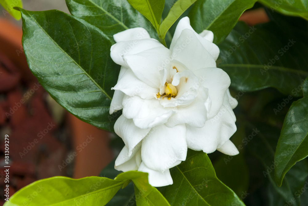 Obraz premium Gardenia jasminoides in Guatemala