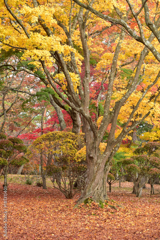 公園の紅葉