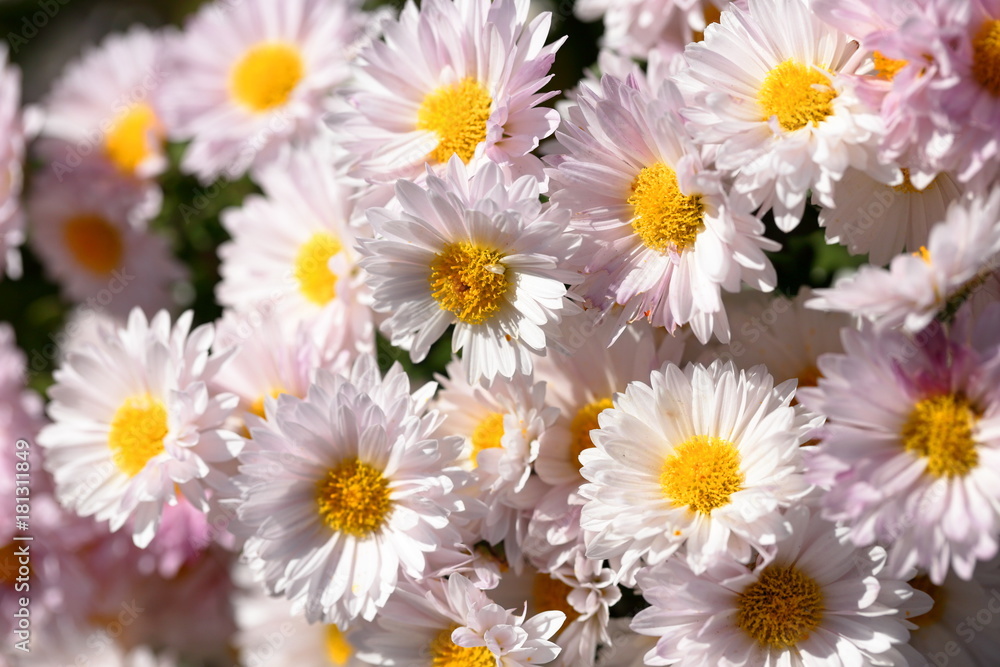 小菊の花 Chrysanthemum Stock Photo Adobe Stock