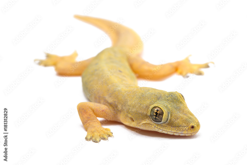 Naklejka premium Gecko lizard isolated on white background