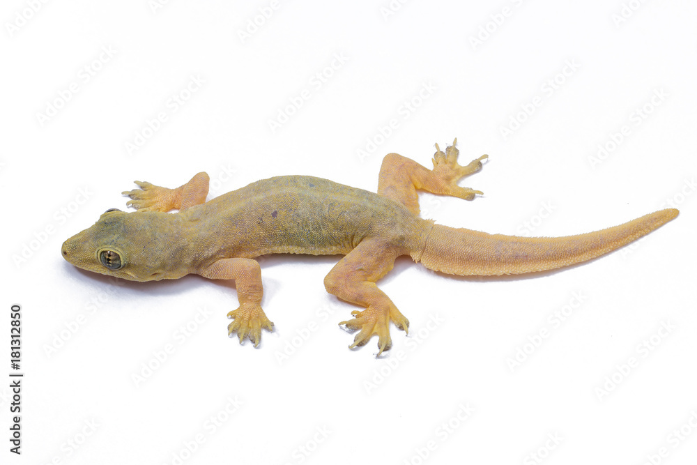 Fototapeta premium Gecko lizard isolated on white background