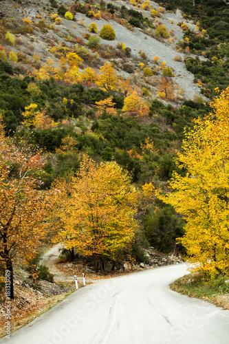 autumn road yellow leaves in Tzoumerka Eprirus Greece photo