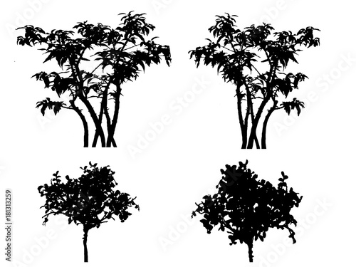 silhouette tree on white backgfround