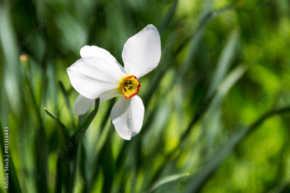 Fototapeta premium White narcissus flower on flowerbed in garden. Narcissus poeticus