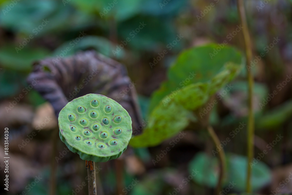 lotus with seeds lotus with seeds