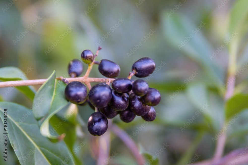 Berries of common privet (Ligustrum vulgare) on autumn Berries of common privet (Ligustrum vulgare) on autumn
