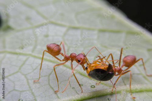 Red Ant teamwork to move their food.