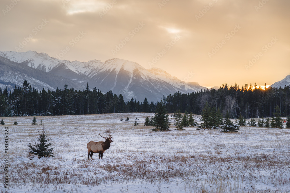 Banff National Park landscape - obrazy, fototapety, plakaty 