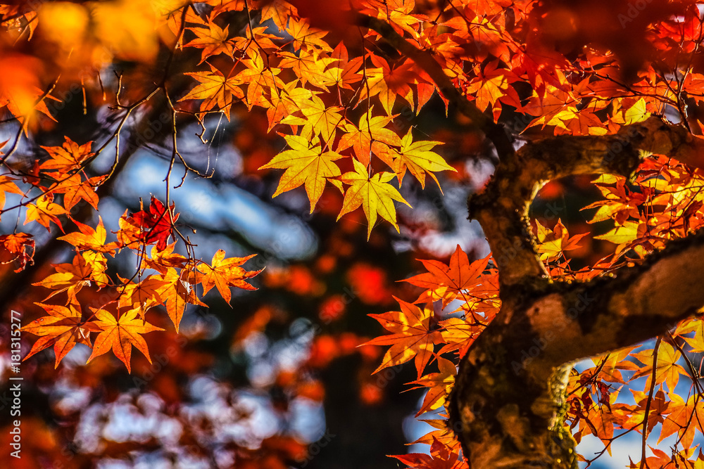 日本 広島 宮島 秋の厳島神社 紅葉 世界遺産の島 Stock Photo Adobe Stock