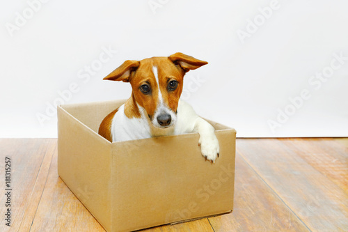 Sadness dog sit in the cardboard box.