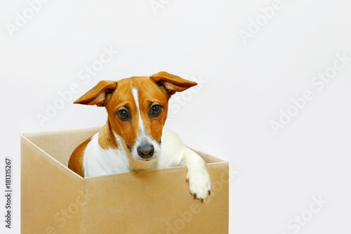 Sadness dog sit in the cardboard box. © ulkas