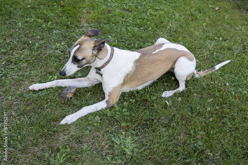 Two-color little greyhound sitting on the grass.