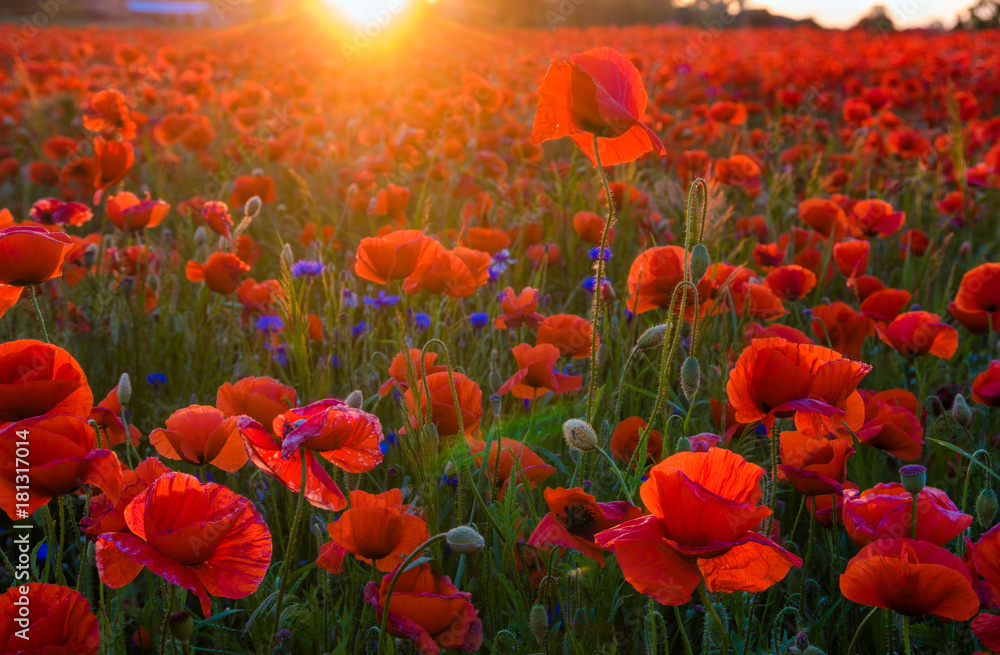 red poppies in the light of the setting sun
