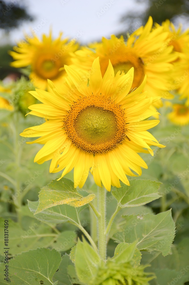 yellow sunflower in nature garden