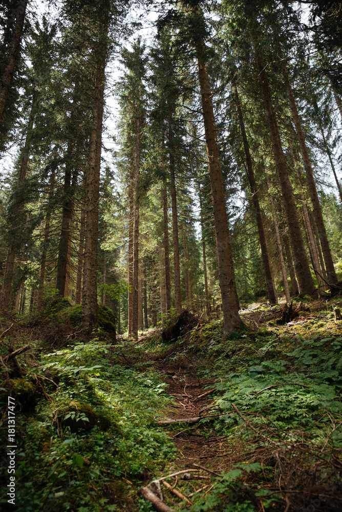 Obraz premium Forest