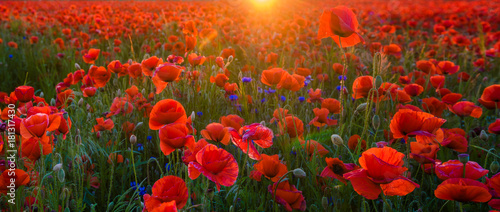 Fototapeta red poppies in the light of the setting sun,high resolution panorama