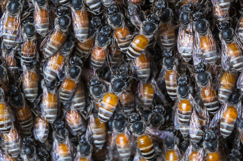 honeybees swarming on the queen.