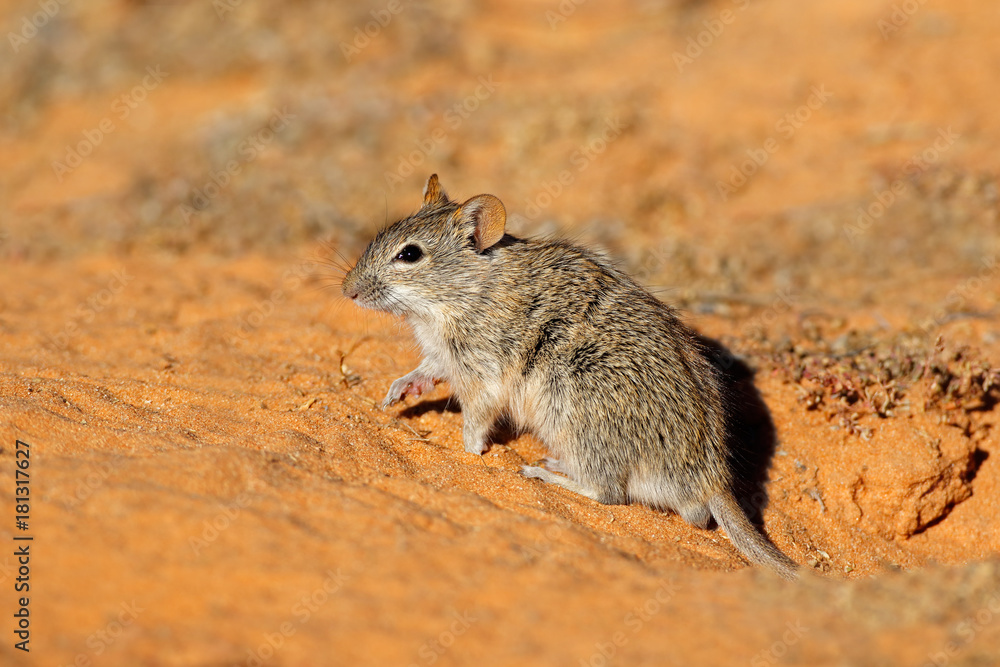 An alert striped mouse (Rhabdomys pumilio) in natural habitat, South Africa. An alert striped mouse (Rhabdomys pumilio) in natural habitat, South Africa.