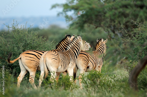 Plains (Burchells) zebras (Equus burchelli) in natural habitat, South Africa.
