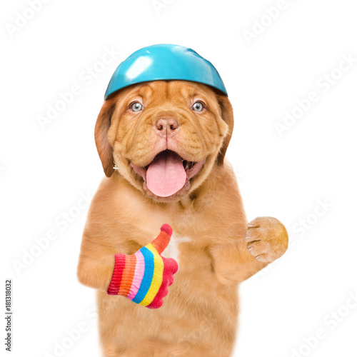 Funny puppy in protective helmet for skiing or cycling showing thumbs up. isolated on white background
