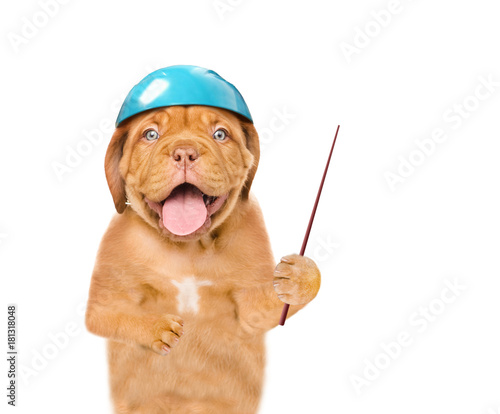 Funny puppy in protective helmet for skiing or cycling with pointing stick. isolated on white background