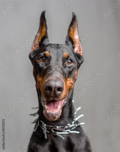 Close up portrait of dog Doberman Fototapeta