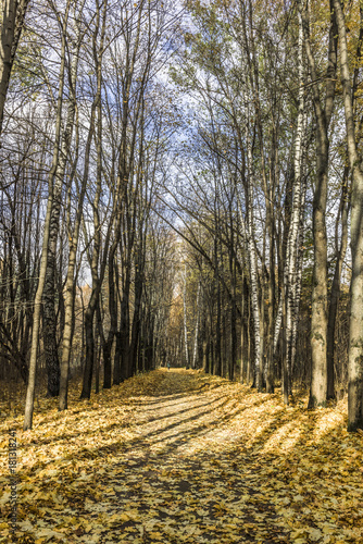 Fototapeta Naklejka Na Ścianę i Meble -  Shadows from the birch trees in autumnal alley