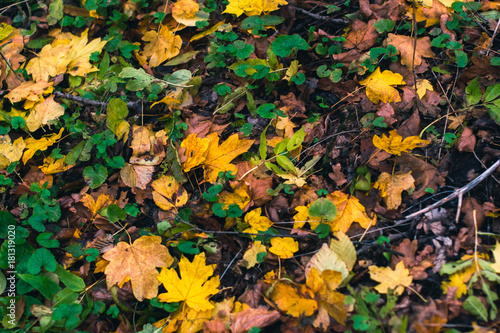 Autumn background. Dry leaves on the ground with a blurred background.