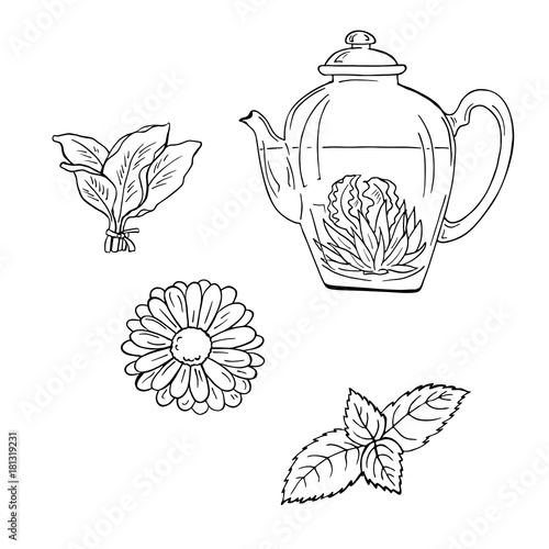 Teapot with tea and herbs sketch. Hand drawn vector illustration. Cartoon ink sketch.