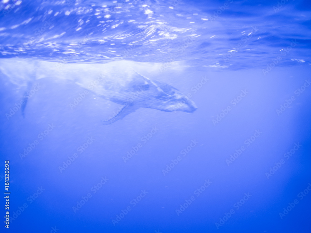 Fototapeta premium Baleineau