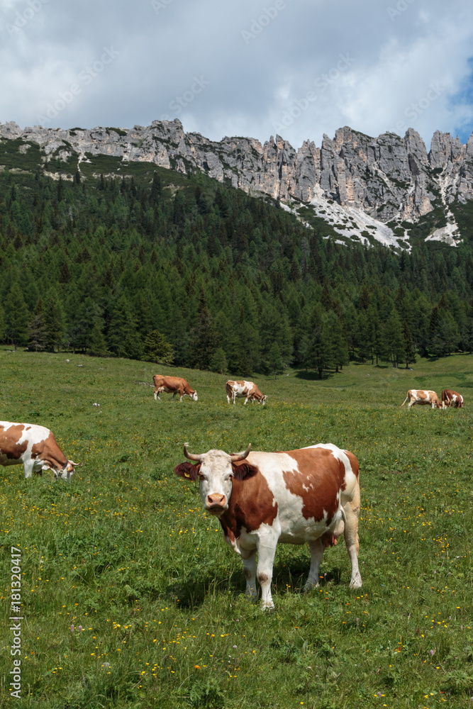 Brown and White Cows Pasturing in Grazing Lands: Italian Dolomites Alps Scenery