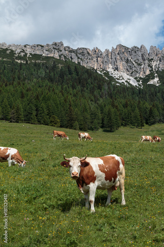 Brown and White Cows Pasturing in Grazing Lands: Italian Dolomites Alps Scenery © GioRez