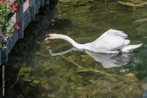 White Swan swims in Lake photo