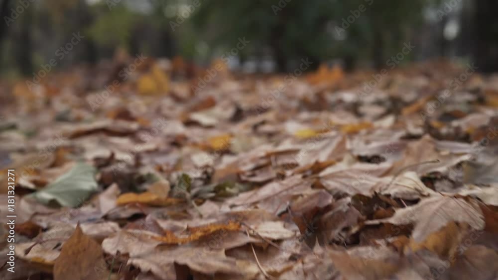 gimbal forward walk shot of fallen autumn maple leaves gimbal forward walk shot of fallen autumn maple leaves