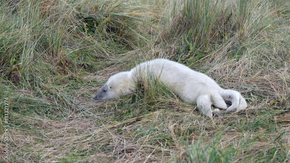 18 Seal 161117 18 Seal 161117