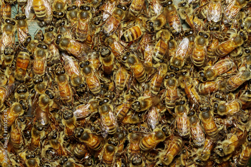 Group of bees near a beehive. Honey bees on the home apiary. Group of bees near a beehive. Honey bees on the home apiary.